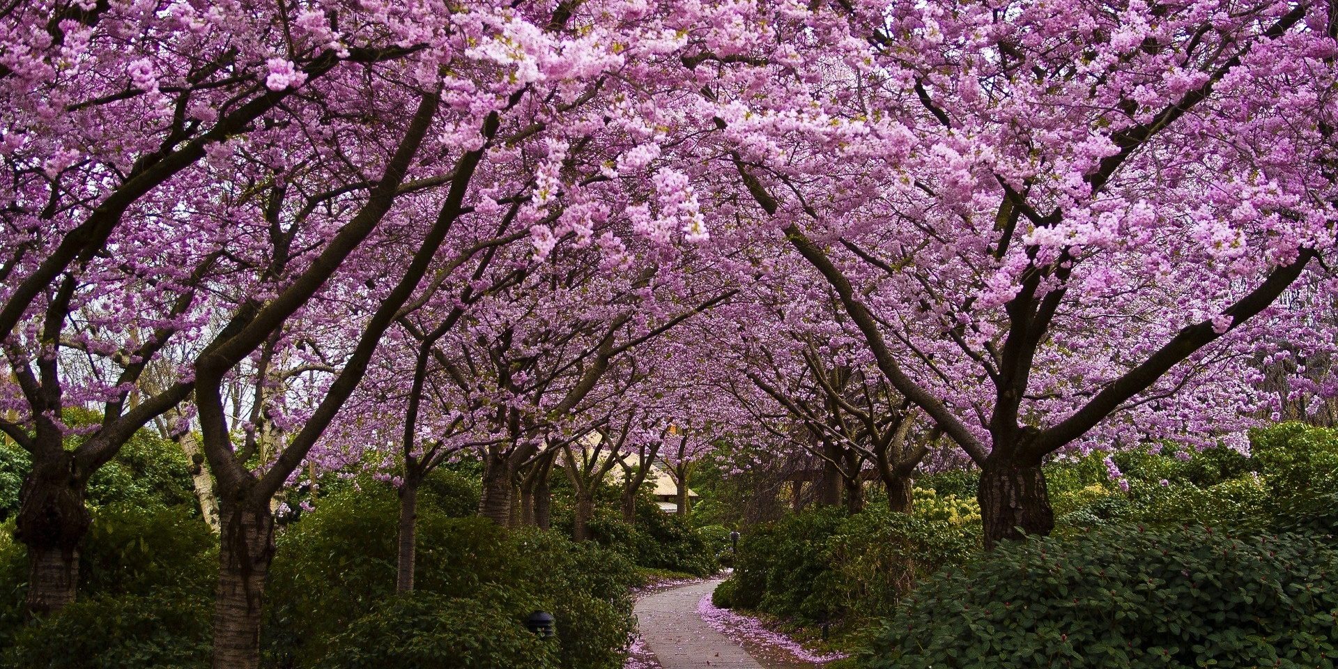 Cherry Blossom Cherry Blossom