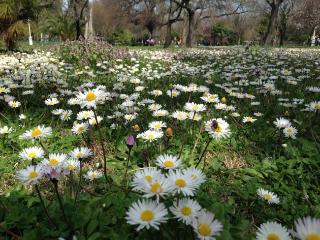 Daisy and bee Daisy and bee